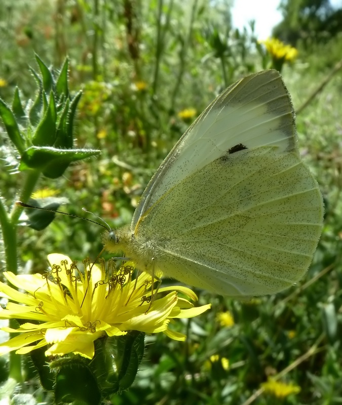 Le 15 Pieridae sp. dell''Umbria